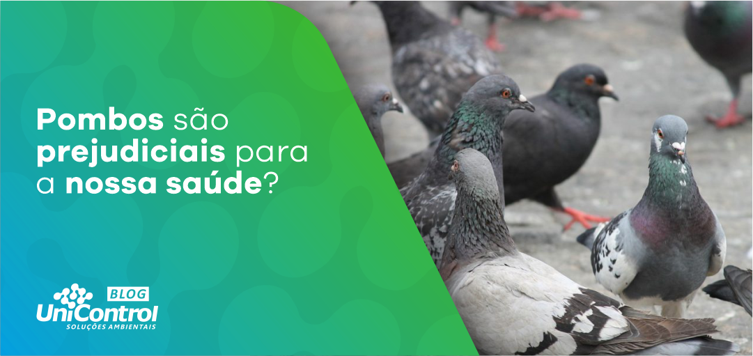 Os Pombos E Os Riscos Para A Saúde Humana – UCEAG
